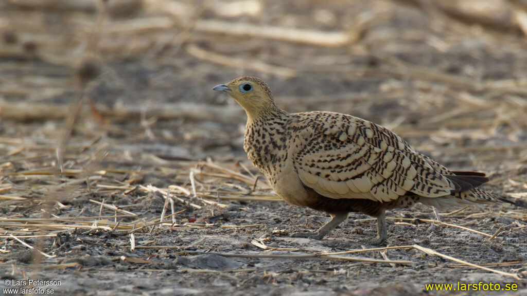 Chestnut-bellied Sandgrouse