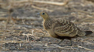 Chestnut-bellied Sandgrouse