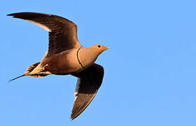 Chestnut-bellied Sandgrouse