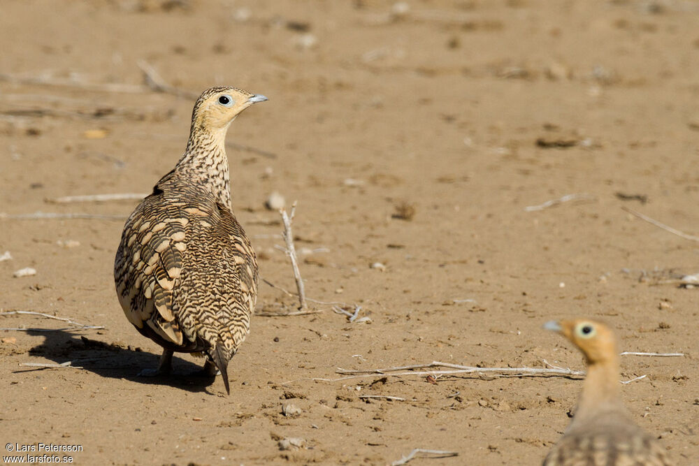 Chestnut-bellied Sandgrouse