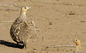 Chestnut-bellied Sandgrouse