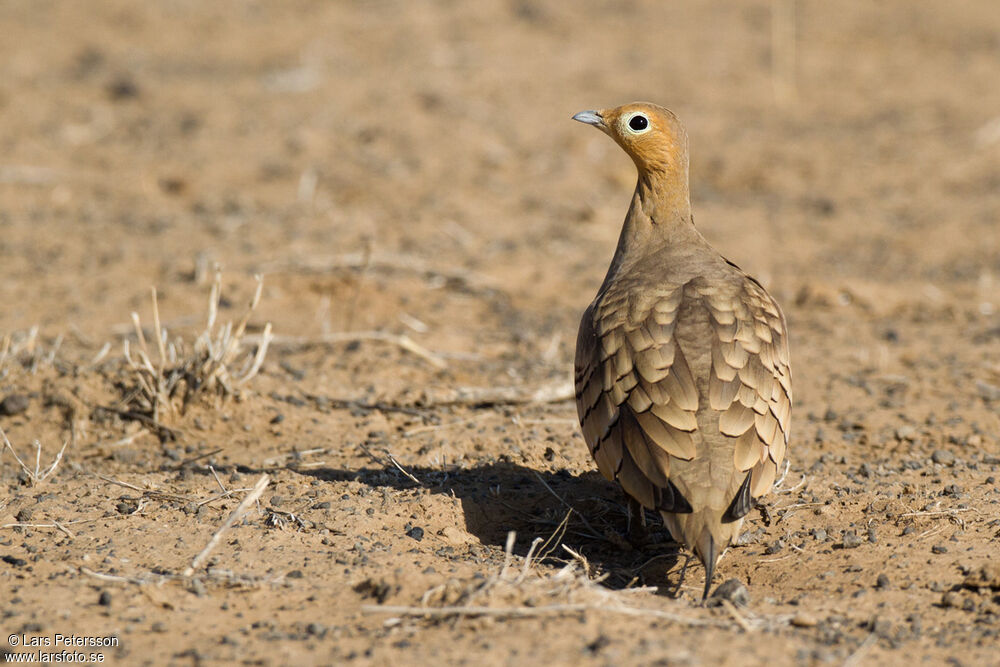 Chestnut-bellied Sandgrouse