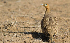 Chestnut-bellied Sandgrouse