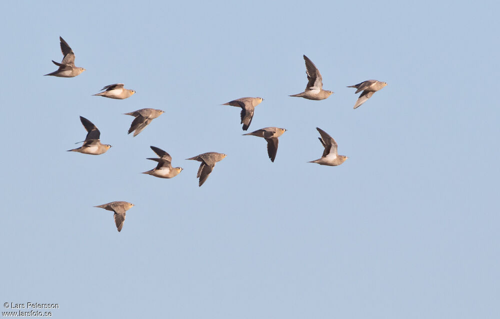 Crowned Sandgrouse