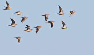 Crowned Sandgrouse