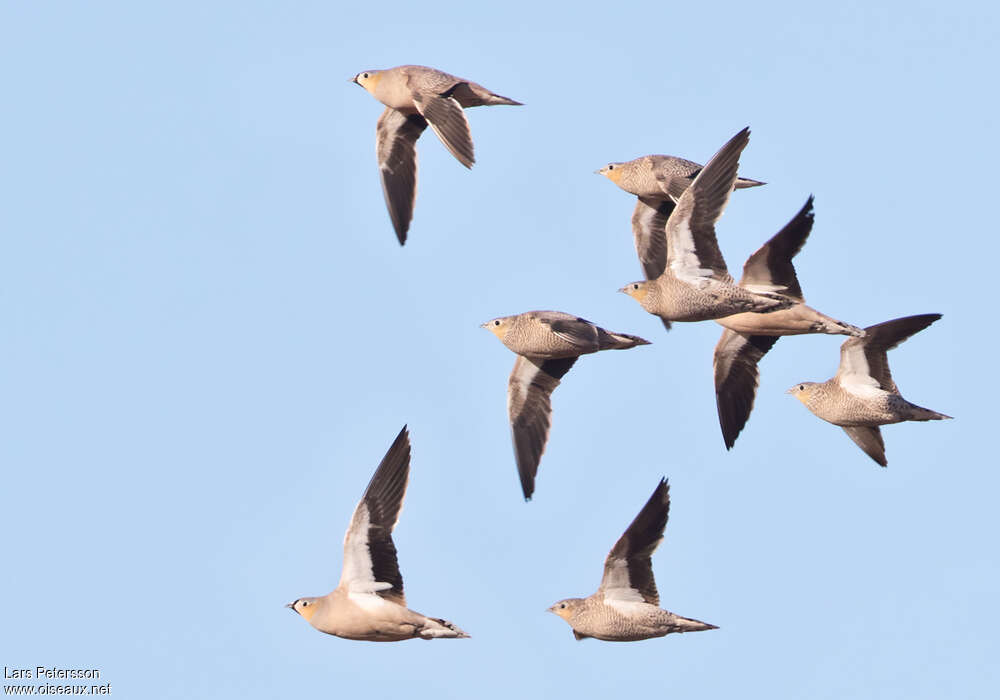 Crowned Sandgrouse, Flight