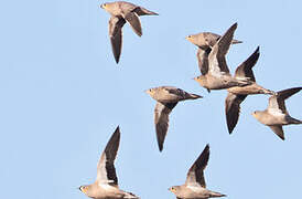 Crowned Sandgrouse