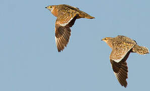 Burchell's Sandgrouse