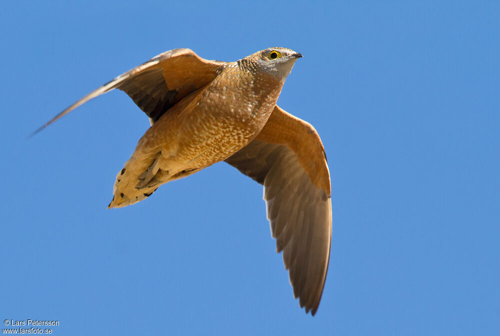 Burchell's Sandgrouse