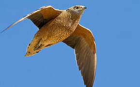 Burchell's Sandgrouse