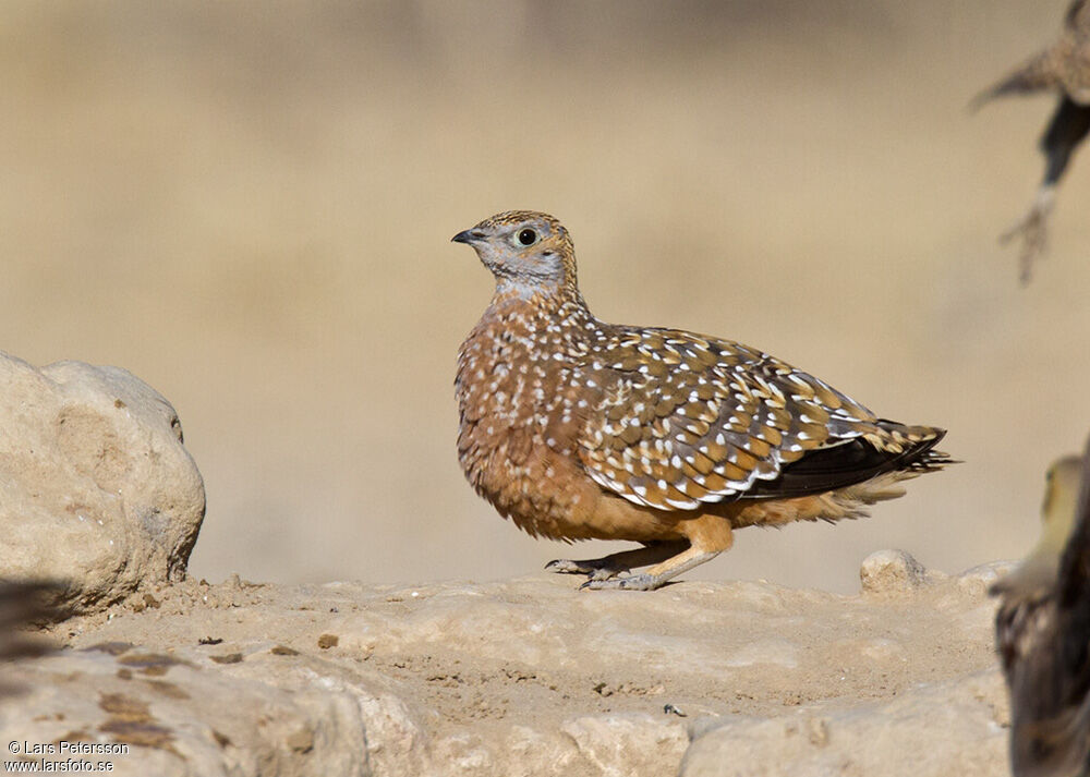 Burchell's Sandgrouse