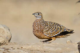 Burchell's Sandgrouse