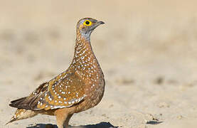 Burchell's Sandgrouse