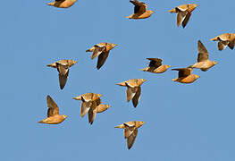 Burchell's Sandgrouse