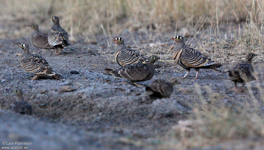 Lichtenstein's Sandgrouse