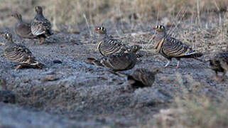 Lichtenstein's Sandgrouse