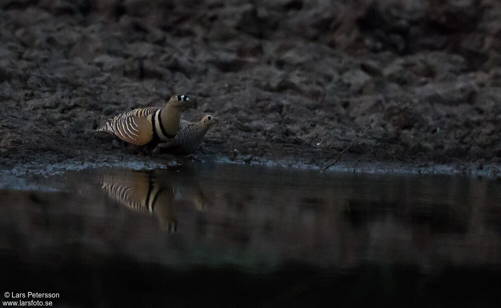 Painted Sandgrouse