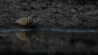 Painted Sandgrouse