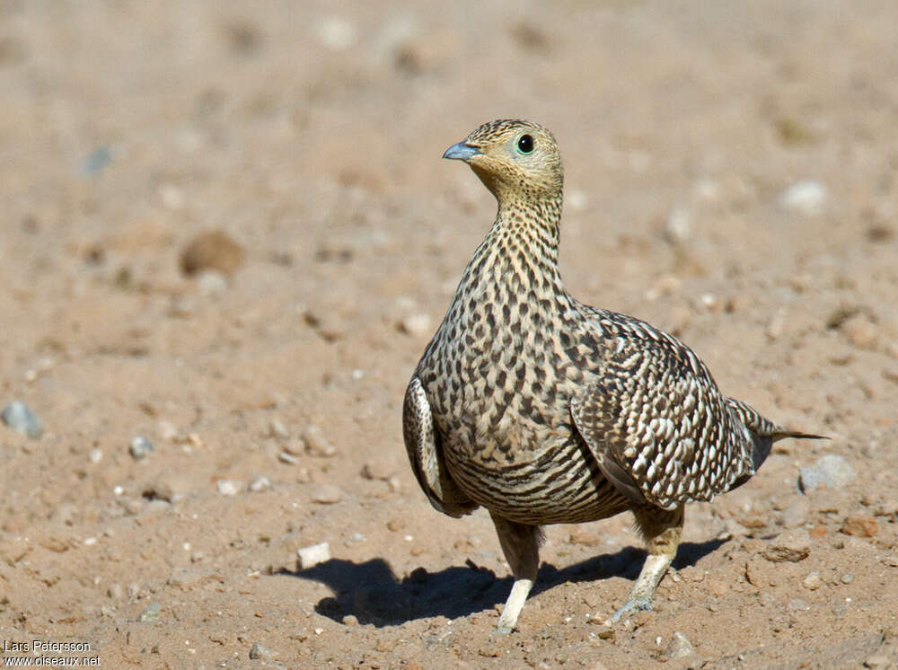 Namaqua Sandgrouse female adult, aspect, Behaviour