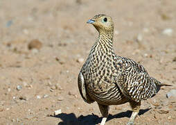 Namaqua Sandgrouse