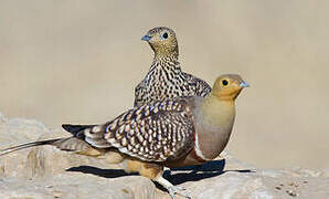 Namaqua Sandgrouse