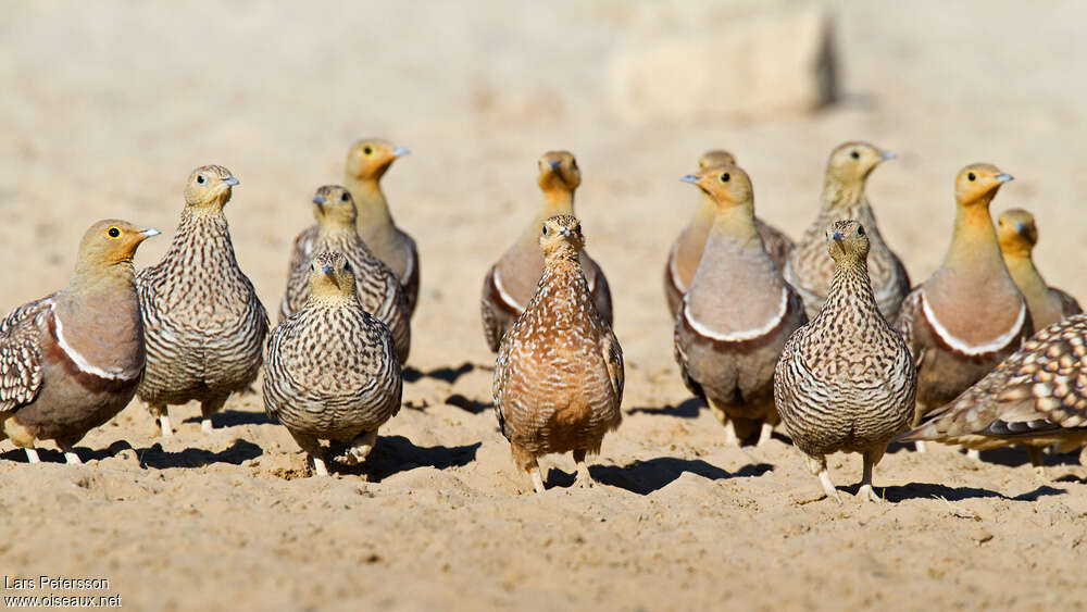 Namaqua Sandgrouse, Behaviour