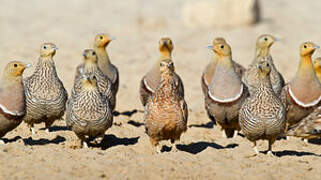 Namaqua Sandgrouse