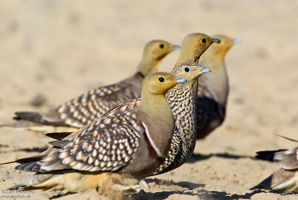 Namaqua Sandgrouse