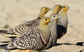 Namaqua Sandgrouse