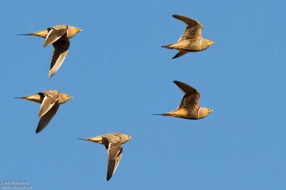 Namaqua Sandgrouseadult, Flight