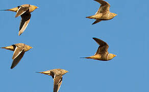 Namaqua Sandgrouse