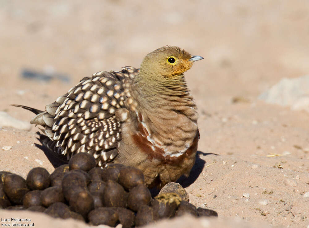 Namaqua Sandgrouse male adult, aspect