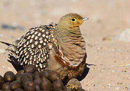 Namaqua Sandgrouse