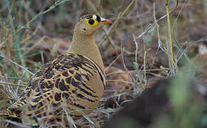 Four-banded Sandgrouse