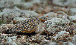 Black-bellied Sandgrouse