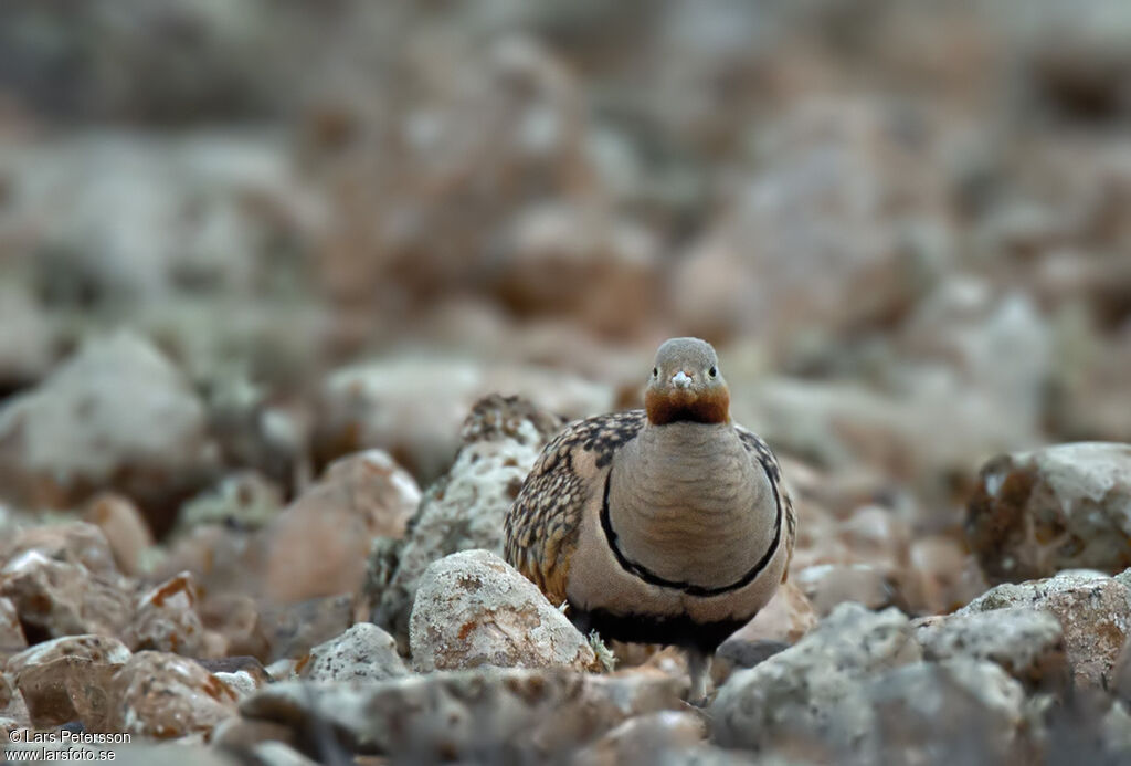 Black-bellied Sandgrouse