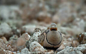 Black-bellied Sandgrouse