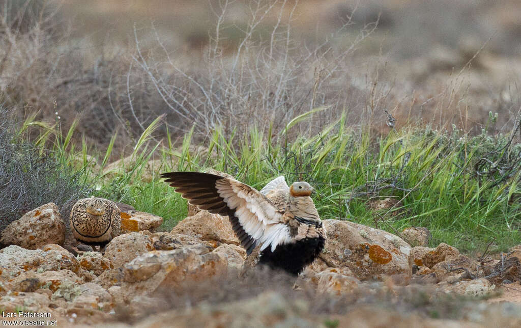 Black-bellied Sandgrouse male adult, Behaviour