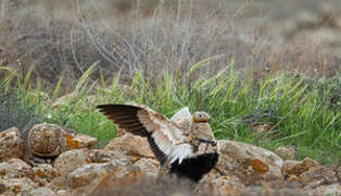 Black-bellied Sandgrouse