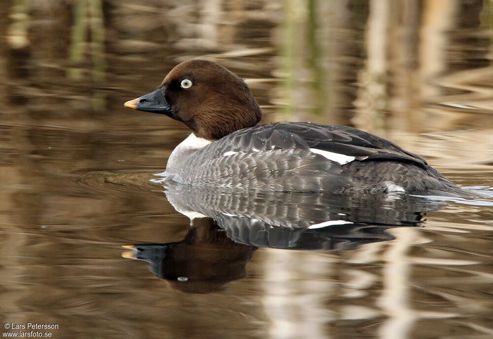 Common Goldeneye