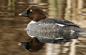 Common Goldeneye