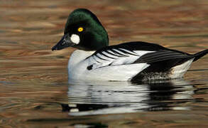 Common Goldeneye