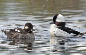 Bufflehead