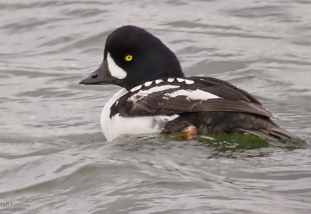 Barrow's Goldeneye male adult, close-up portrait