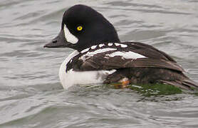 Barrow's Goldeneye