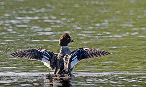 Barrow's Goldeneye