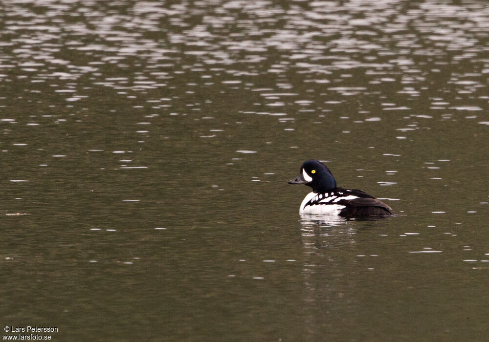 Barrow's Goldeneye