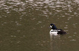 Barrow's Goldeneye