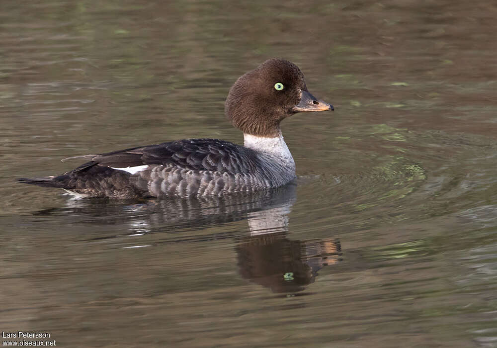 Barrow's Goldeneye female adult, identification