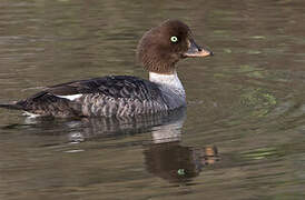 Barrow's Goldeneye